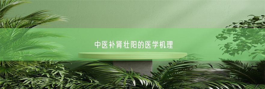 中医补肾壮阳的医学机理