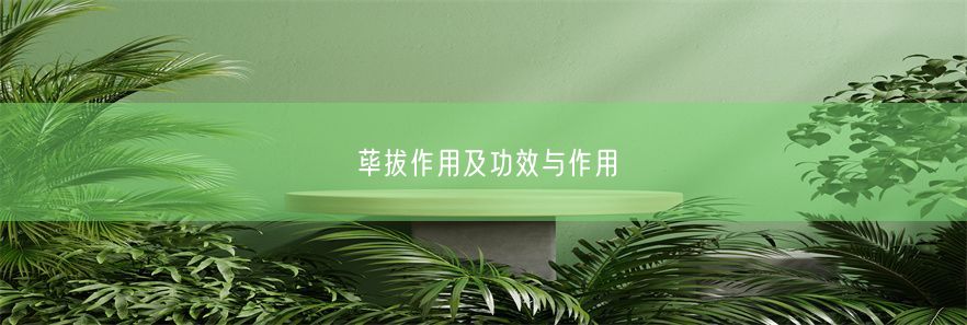 荜拔作用及功效与作用