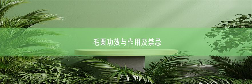 毛栗功效与作用及禁忌