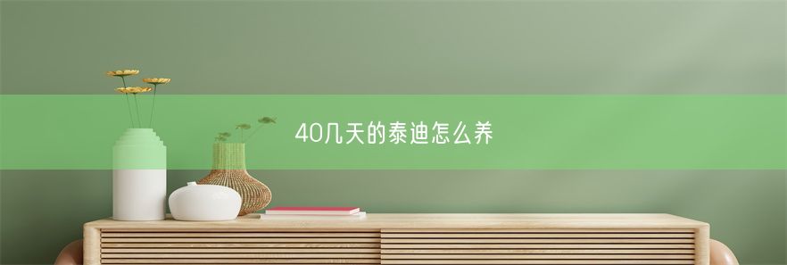 40几天的泰迪怎么养