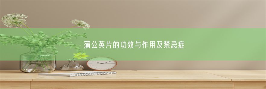 蒲公英片的功效与作用及禁忌症(图1)