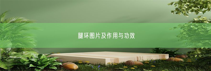 腿环图片及作用与功效